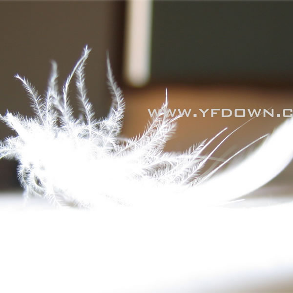 All Kinds of Pure White Duck Feather